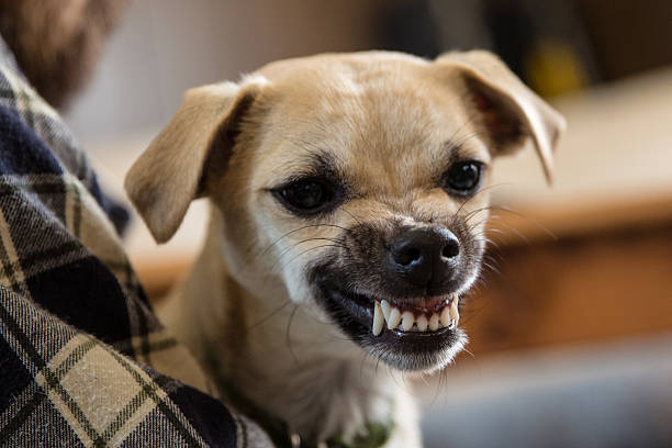 BEWARE THE BAD DOGS