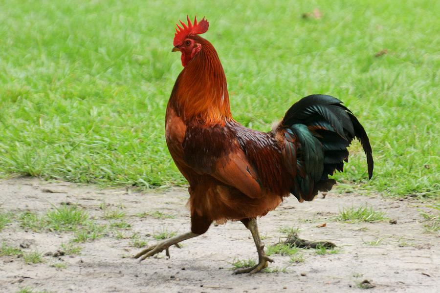 STRUTTING