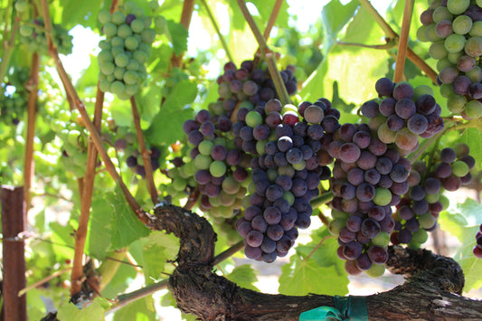 FINDING JOY IN YOUR TROUBLES