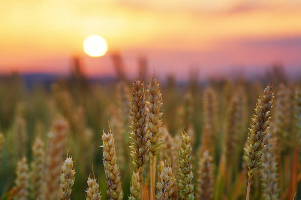 HARVEST TIME